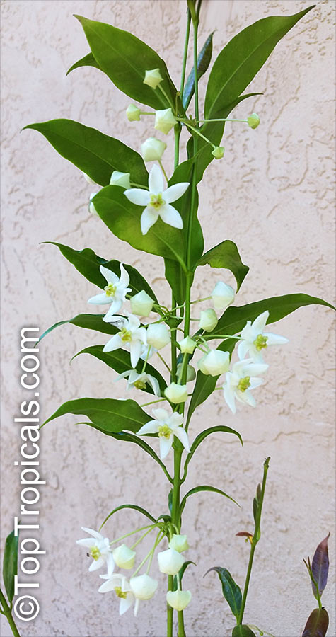 Hoya odorata, Wax plant