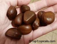 Salacca magnifica, Salacca zalacca, Salacca, Sala, Snake Fruit

Click to see full-size image