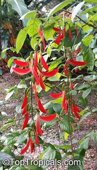 Camptosema grandiflora, Crista-De-Galo, Dwarf Red Jade Vine, Brazilian Red Jade Vine

Click to see full-size image