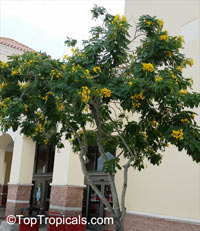 Senna sp., Cassia sp., Cassia

Click to see full-size image
