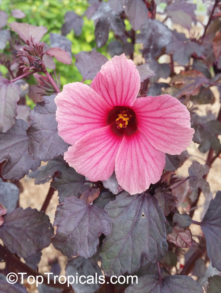 Hibiscus acetosella, African Rosemallow, Maple Sugar, Red Hibiscus, Cranberry Shield, Gongura
