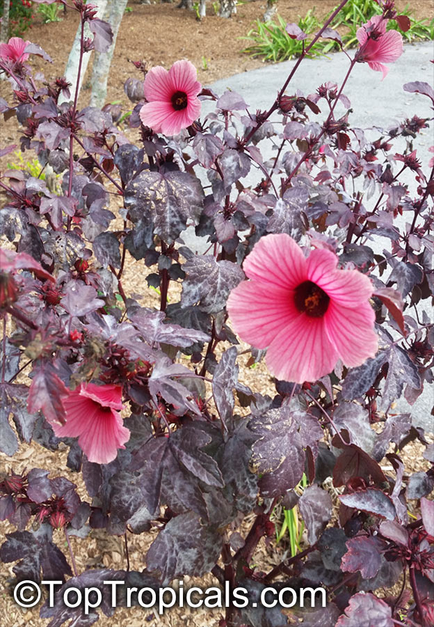 Hibiscus acetosella, African Rosemallow, Maple Sugar, Red Hibiscus, Cranberry Shield, Gongura