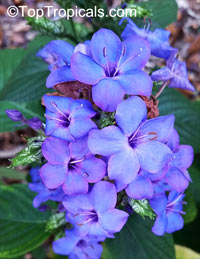 Eranthemum pulchellum - Blue Sage, Lead Flower

Click to see full-size image