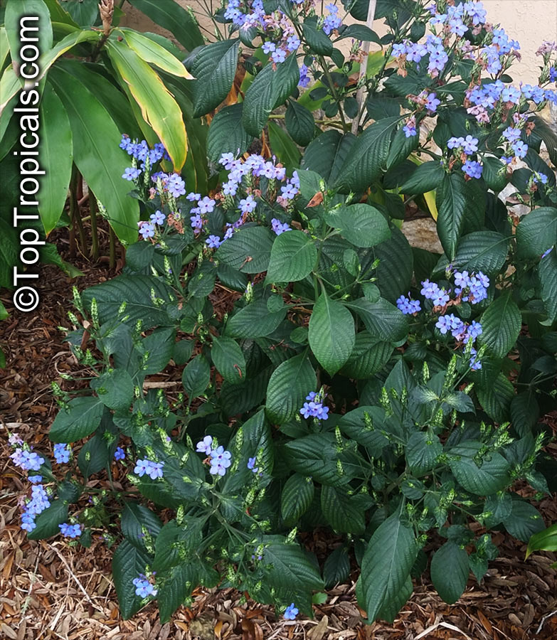 Eranthemum pulchellum, Eranthemum nervosum, Blue sage, Blue eranthemum, Lead Flower