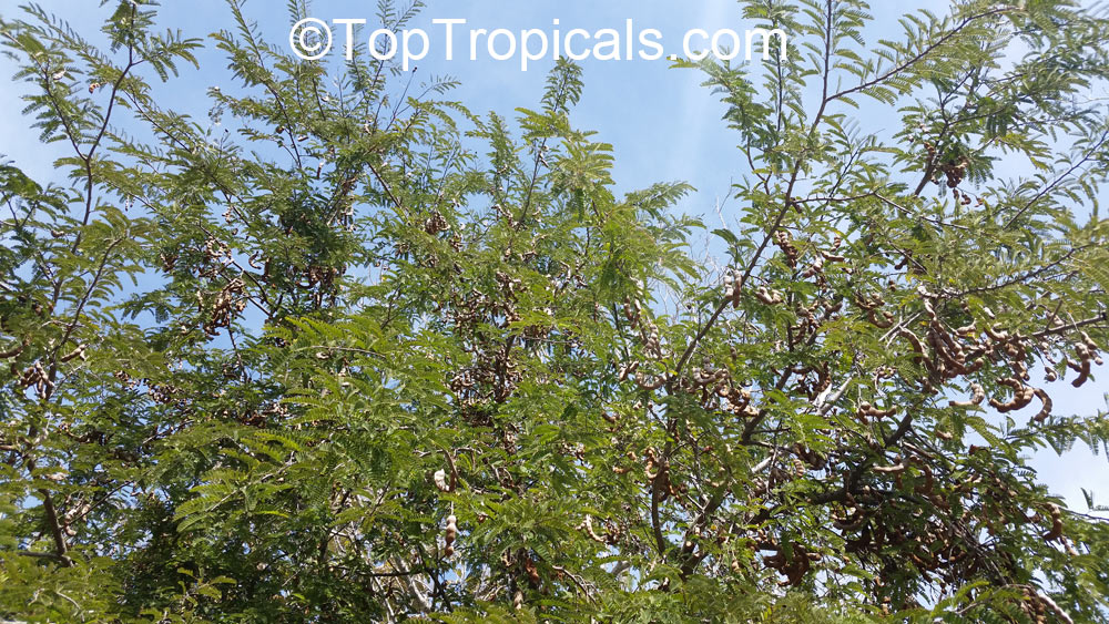 Tamarind tree with fruit