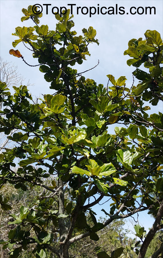 Ficus lyrata, Fiddle-Leaf Ficus