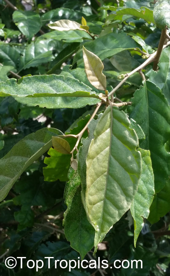 Elaeagnus philippinensis, Lingaro
