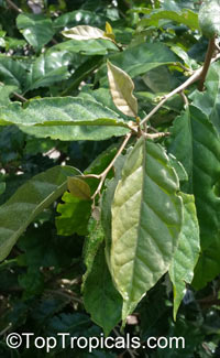 Elaeagnus philippinensis, Lingaro

Click to see full-size image