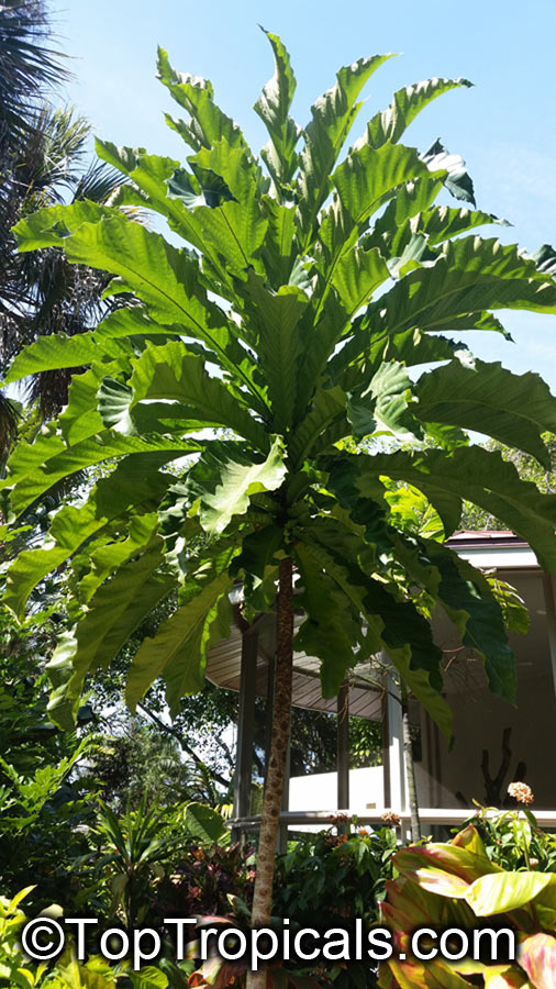 Ficus pseudopalma, Dracaena Fig, Palm-Leaf Fig, Philippine Fig