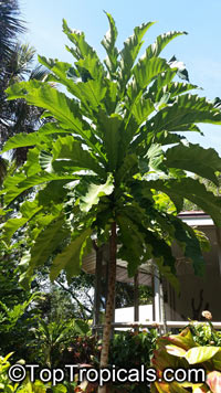 Ficus pseudopalma, Dracaena Fig, Palm-Leaf Fig, Philippine Fig

Click to see full-size image