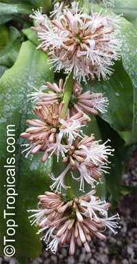 Dracaena fragrans , Corn plant

Click to see full-size image