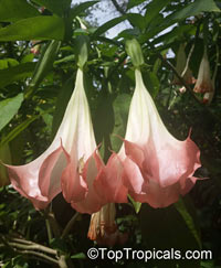 Brugmansia hybrid Pink, Angels Trumpet

Click to see full-size image