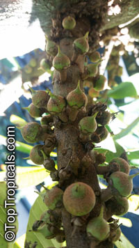 Pouteria sapota, Mamey, Mamey Sapote

Click to see full-size image