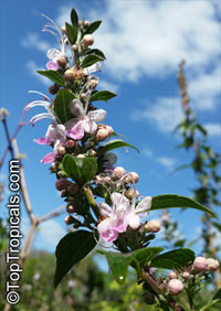 Clerodendrum mastacanthum, Rotheca mastacantha, Rotheca mastacanthus, Rotheca macrodonta, Pink Butterfly Bush

Click to see full-size image