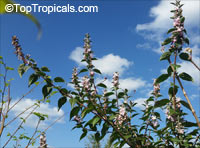 Clerodendrum mastacanthum, Rotheca mastacantha, Rotheca mastacanthus, Rotheca macrodonta, Pink Butterfly Bush

Click to see full-size image