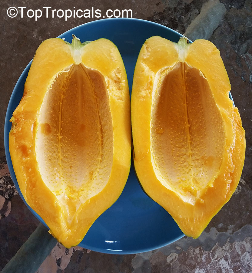 Carica papaya, Papaya