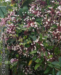 Clerodendrum quadriloculare, Winter Starburst, Fireworks, Clerodendron

Click to see full-size image