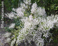 Iboza riparia, Tetradenia riparia, Musk Bush, Misty Plume Bush, Ginger Bush, Gemmerbos, Watersalie

Click to see full-size image