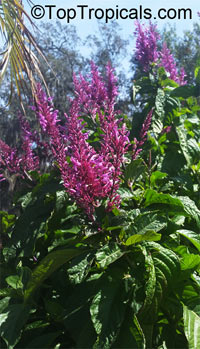 Odontonema callistachyum - lavender

Click to see full-size image