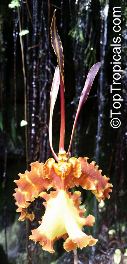 Psychopsis papilio, Butterfly Orchid