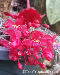 Medinilla miniata, Crimson Medinilla

Click to see full-size image