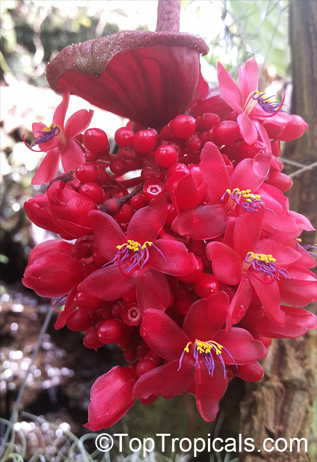 Medinilla miniata, Crimson Medinilla