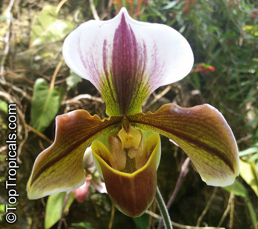 Paphiopedilum sp., Paphiopedilum Orchid, Slipper Orchid