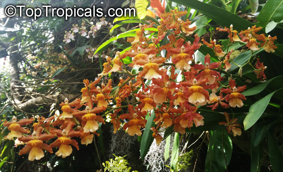 Oncidium sp., Oncidium Orchid. Wilsonara