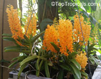 Ascocentrum sp., Ascocentrum

Click to see full-size image