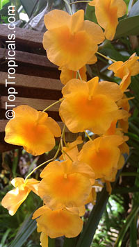 Dendrobium lindleyi, Dendrobium aggregatum, Dendrobium

Click to see full-size image