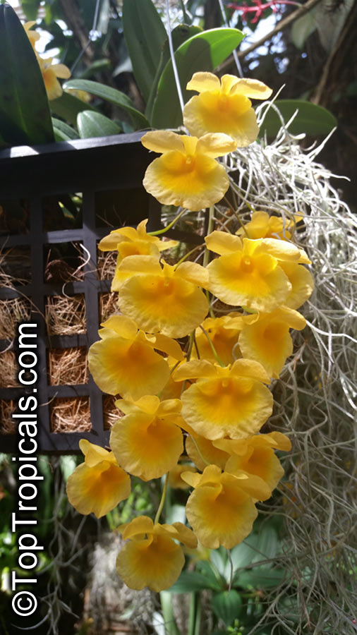 Dendrobium lindleyi, Dendrobium aggregatum, Dendrobium