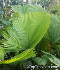 Licuala sp., Ruffled Fan palm

Click to see full-size image