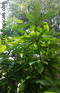 Deherainia smaragdina, Emerald Flower

Click to see full-size image