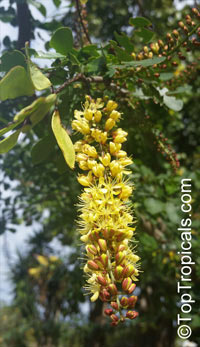 Haematoxylum campechianum, Bloodwood Tree, Campeche, Logwood

Click to see full-size image