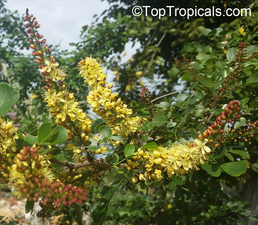 Haematoxylum campechianum, Bloodwood Tree, Campeche, Logwood