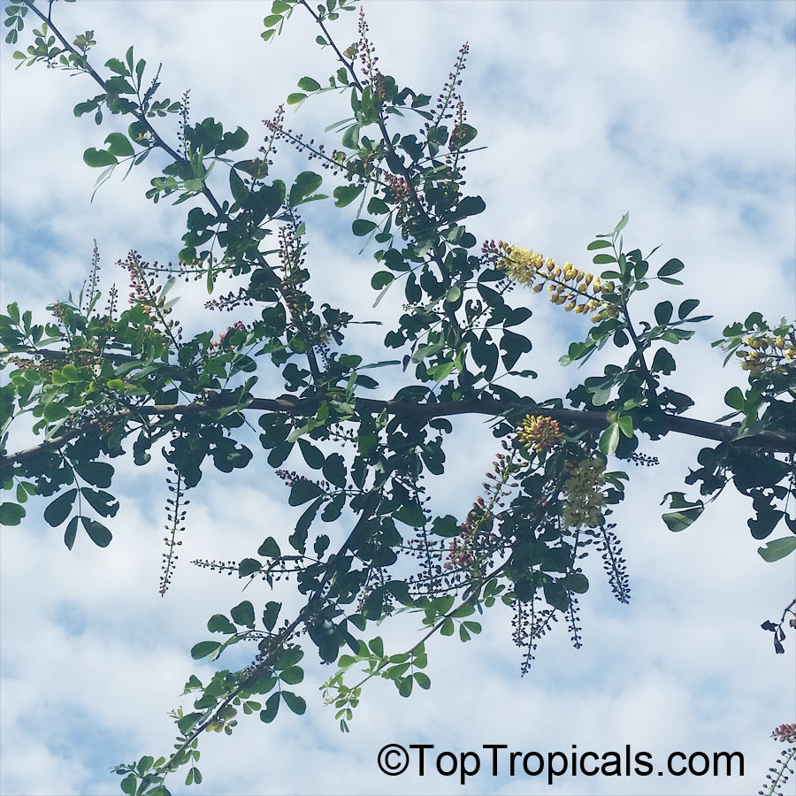 Haematoxylum campechianum, Bloodwood Tree, Campeche, Logwood