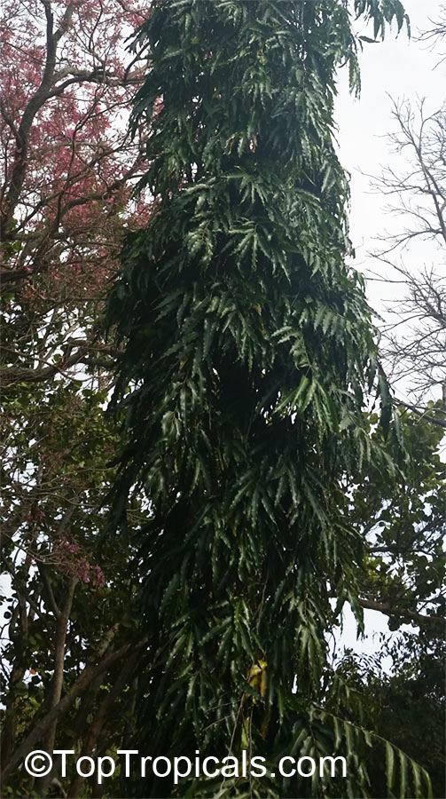 Polyalthia longifolia, Telegraph Pole Tree, Ashoka, Mast Tree