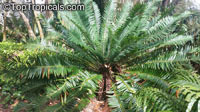 Encephalartos sp., Bread Palms, Bread Tree, Kaffir Bread

Click to see full-size image
