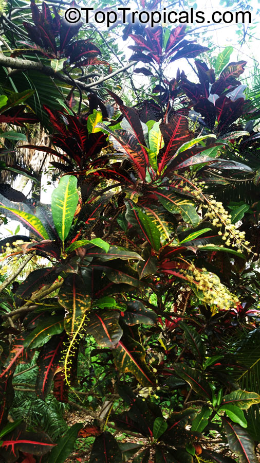 Codiaeum variegatum, Croton