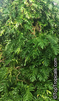 Epipremnum pinnatum, Pothos, Money Plant

Click to see full-size image