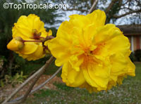 Cochlospermum sp., Yellow Cotton Tree 

Click to see full-size image