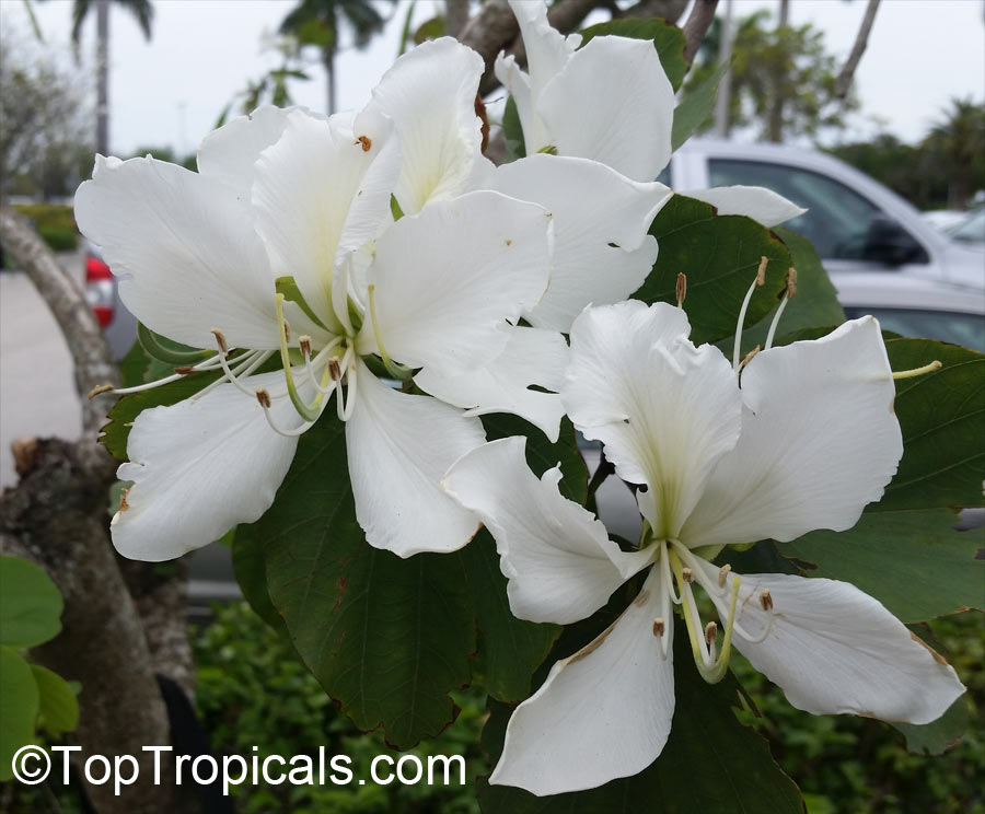 Bauhinia x alba (candida) - White orchid tree