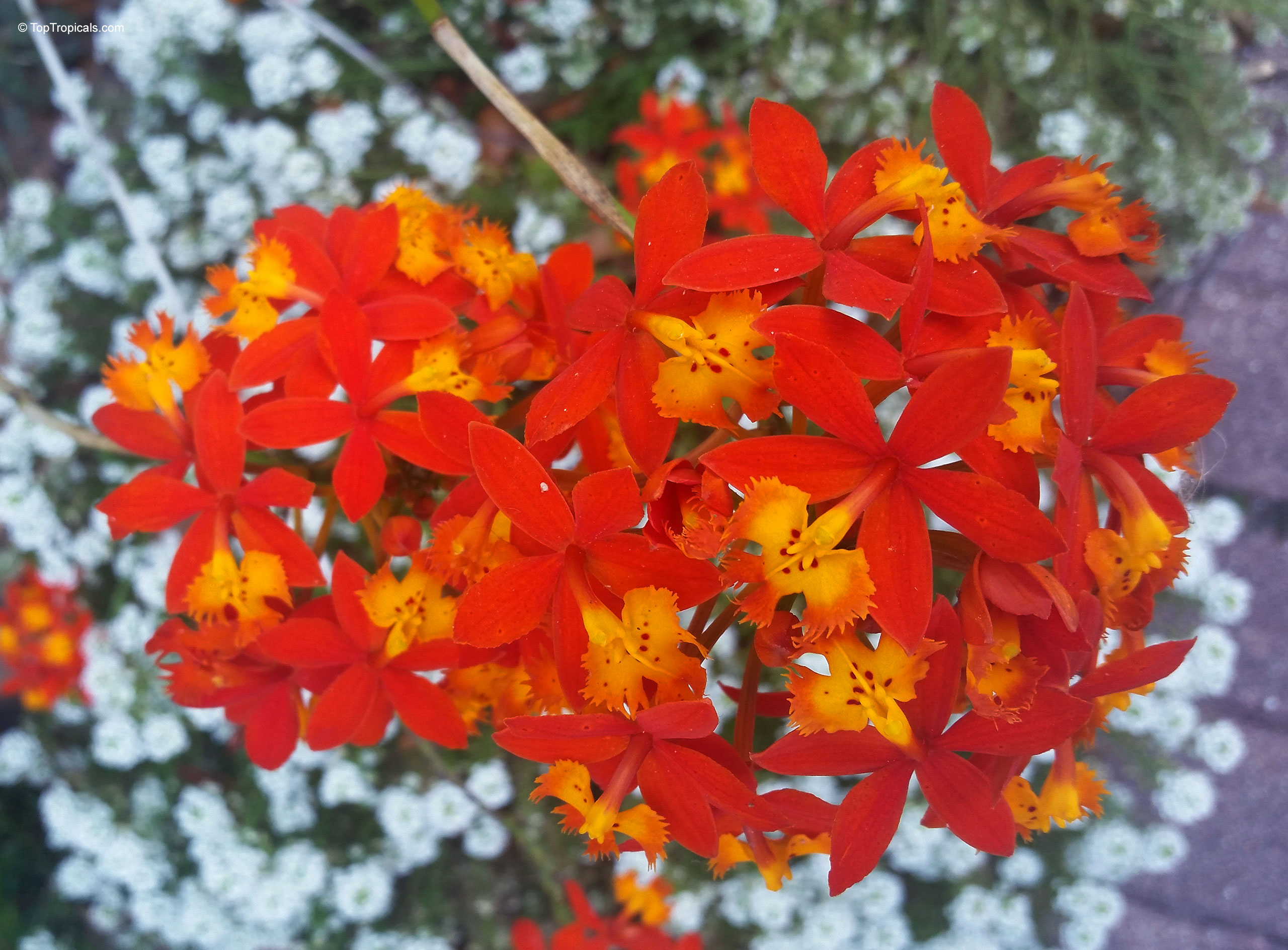 Epidendrum sp. (Reed Orchid) orange and yellow flower clusters with small white flowers Epidendrum sp. (Reed Orchid) with orange and yellow flower in close up