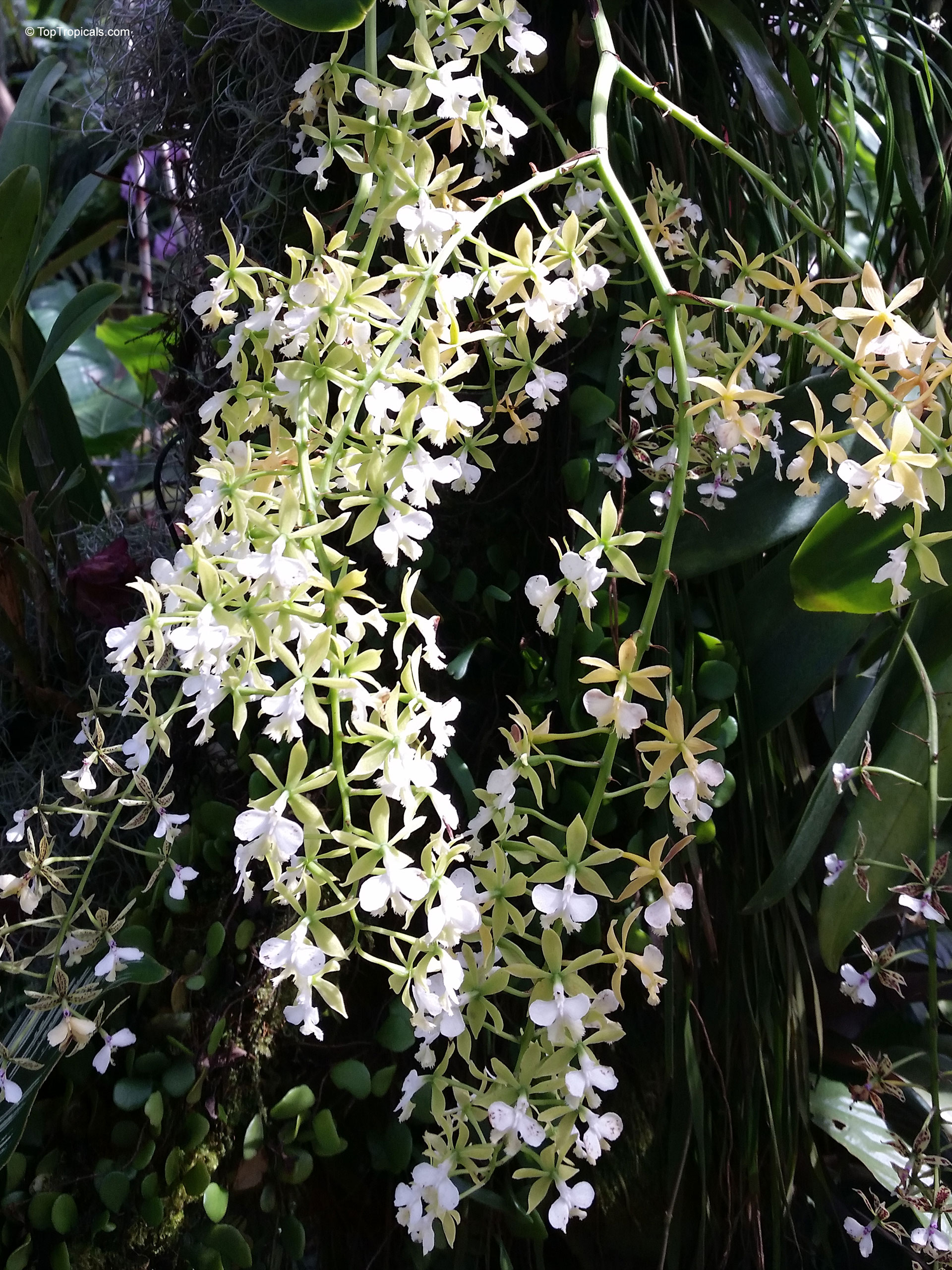 Epidendrum sp. (Reed Orchid) with cascading stems loaded with many small white and green flowers. Epidendrum sp. (Reed Orchid) with pale white and light green flowers on a plant