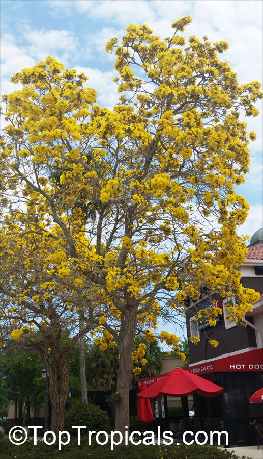 XL Yellow Trumpet Tree Tree Details about   Tabebuia caraiba Tabebuia argentea 