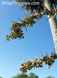 Vachellia sphaerocephala, Acacia sphaerocephala, Bulls-Horn Acacia, Bee Wattle

Click to see full-size image