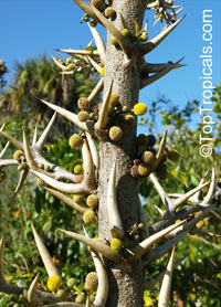 Vachellia sphaerocephala, Acacia sphaerocephala, Bulls-Horn Acacia, Bee Wattle

Click to see full-size image