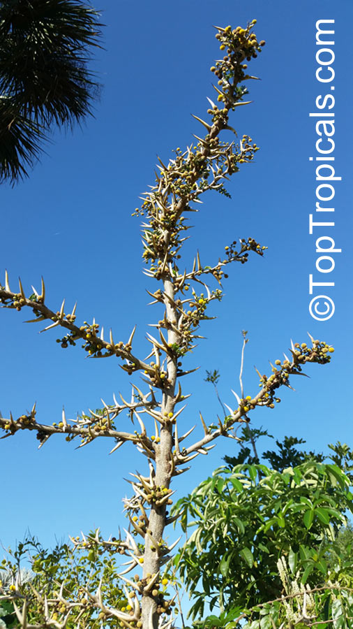 Vachellia sphaerocephala, Acacia sphaerocephala, Bulls-Horn Acacia, Bee Wattle