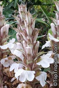 Acanthus sp., Acanthus, Bear 's Breeches

Click to see full-size image