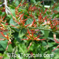 Combretum microphyllum, Combretum paniculatum subsp. microphyllum, Flame Creeper, Burning Bush